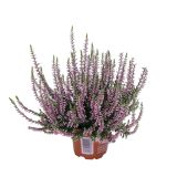 RESA CALLUNA MIX GARDEN GIRL