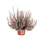 RESA CALLUNA MIX GARDEN GIRL
