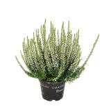 RESA CALLUNA MIX GARDEN GIRL
