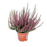 RESA CALLUNA MIX GARDEN GIRL