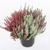 RESA CALLUNA TRIO GIRLS