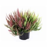 RESA CALLUNA TRIO GIRLS