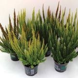 RESA CALLUNA VULGARIS MIX L10.5