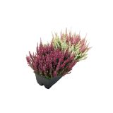 RESA JESENSKA RESA C.V.BEAUTY LADY TRIO