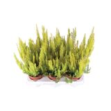 RESA POMLADANSKA RESA ARBOREA ALBERTS GOLD