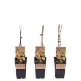 RIBEZ BELI WITTE PAREL L2 L