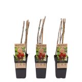 RIBEZ RDEČI JONKHEER VAN TETS L2 L