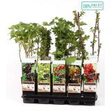 RIBEZ RIBES OTHER L15