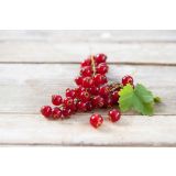 RIBEZ VOLMARY RDEČI SUMMER PEARLS RED L19