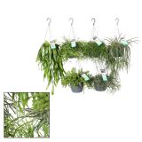 RIPSALIS MIX V OBEŠANKI L17