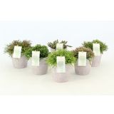 RIPSALIS MIX V OKRASNEM LONCU L13