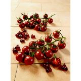 PLODOVKE RJAVO -RDEČ ČEŠNJEVEC BLACK CHERRY L12