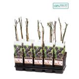 JAGODIČEVJE ROBIDA THORNLESS EVERGREEN L15