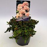RODODENDRON GINNY GEE L2 L