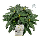 RODODENDRON MADAME MASSON L17