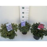 GRM RODODENDRON MIX L17