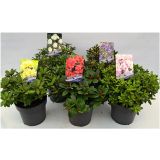 RODODENDRON PRITLIKAVI MIX L2 L