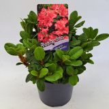 RODODENDRON SCARLET WONDER L2 L