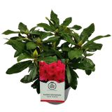 RODODENDRON VELIKOCVETNI L21 CM