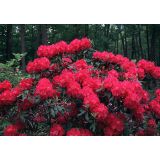 RODODENDRON VELIKOCVETNI L21 CM