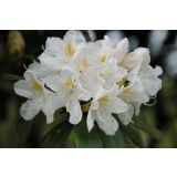 RODODENDRON VELIKOCVETNI L21 CM