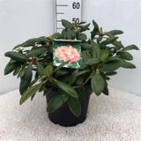 GRM RODODENDRON VIRGINIA RICHARDS L29