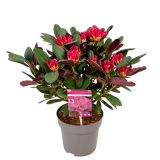 RODODENDRON WINE AND ROSES L3 L
