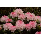 RODODENDRON MIX L3 L