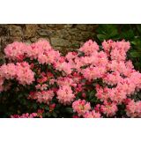 RODODENDRON MIX L3 L