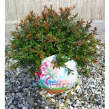 GREVILEJA RONDEAU L18