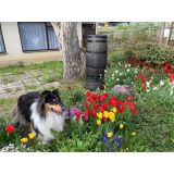 ROTO SOD ZA DEŽEVNICO 150 L SLIM