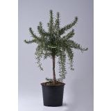 ROŽMARIN NA STEBLU L14