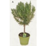 ROŽMARIN NA STEBLU L14