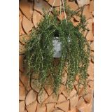 ROŽMARIN VOLMARY OBEŠANKA L27