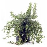 ROŽMARIN PLAZEČI L14