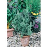 ROŽMARIN VOLMARY BLUE WINTER L12