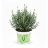 ROŽMARIN VOLMARY BLUE WINTER L12