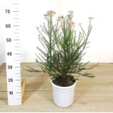 MEDITERANSKE RASTLINE ROŽMARINJSKI SMILJ L19