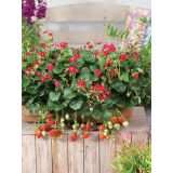 AMERIŠKA BOROVNICA VOLMARY ROŽNA JAGODA SUMMER BREEZE ROSE F1 L13