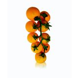 PLODOVKE RUMEN ČEŠNJEV PARADIŽNIK GOLD NUGGET L12