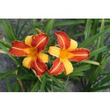 TRAJNICA RUMENORJAVA MASLENICA FRANS HALS L11