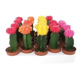 KAKTUS S CVETOVI GYMNOCALYCIUM JAPAN L6