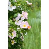 SADNO DREVJE ŠIPEK V LONCU 11.5