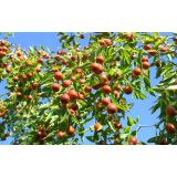 SADNO DREVJE ŽIŽULA V LONCU ZIZYPHUS