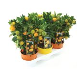 SADNO DREVO CITRUS MIX