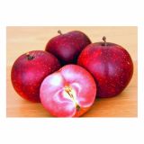 JABLANA RDEČE MESNATA L24