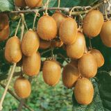 KIVI ACTINIDIA TUSCIA L11X11