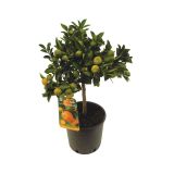 SADNO DREVO MANDARINOVEC