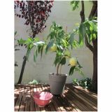 BRESKEV VOLMARY BELA BALKONSKA L17