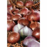 ČEBULČEK SEMENARNA ŠALOTKA RDEČA RED SUN 500 G